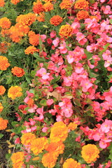 Carpet of Marigold and begonias