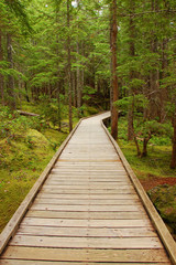 Forest boardwalk