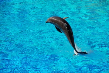 Fototapete Rund springender Delphin © Marco Corbelli
