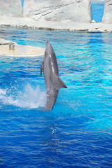 Fototapeta premium delfino al parco acquatico