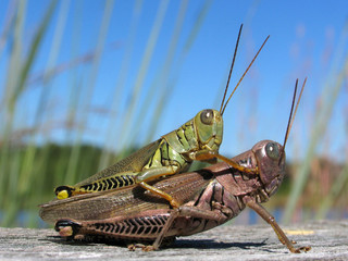 Fototapeta premium Differential Grasshoppers Mating