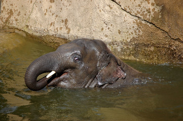 Fototapeta premium Elephant baby in water