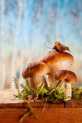 still life with white boletus mushrooms on wooden box