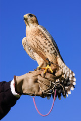 peregrine falcon on glove