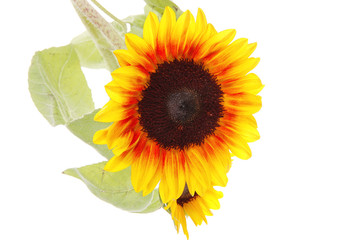 Obraz premium isolated sunflower