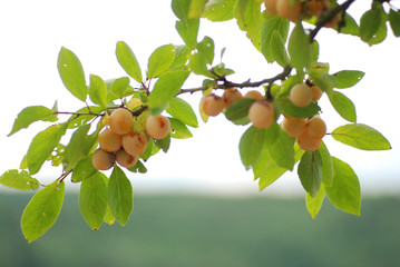 Mirabellen Zweig mit Frucht