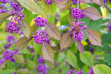 Callicarpa giraldii | Schoenfrucht