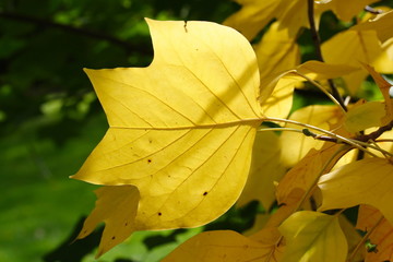 Liriodendron tulipifera | tulip tree | Tulpenbaum