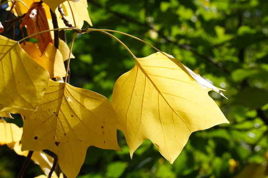 Liriodendron tulipifera | tulip tree | Tulpenbaum