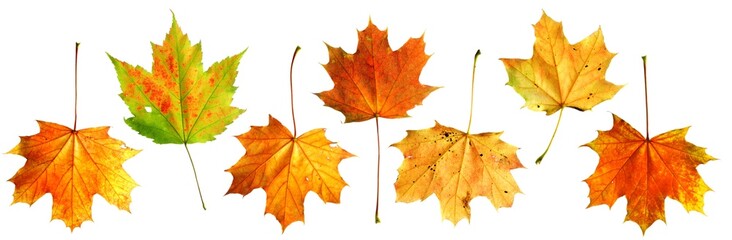 Naklejka na ściany i meble set of autumn leaves
