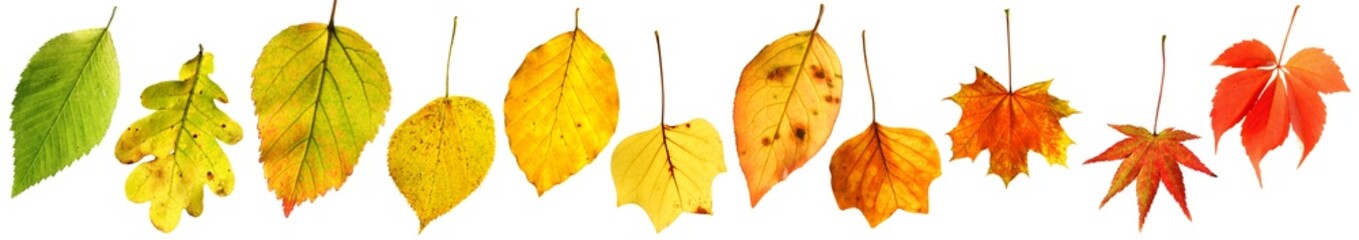 Farbverlauf : Herbstblätter