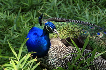 pavo real V