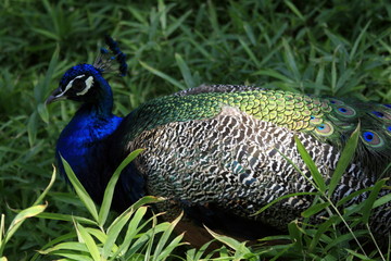 pavo real VI