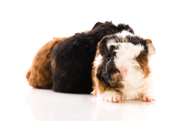 baby guinea pigs isolated on the white