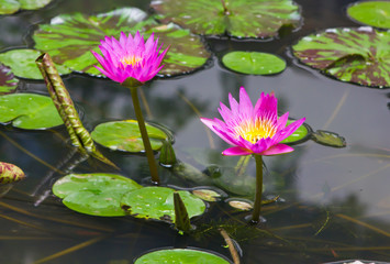 pink waterlily