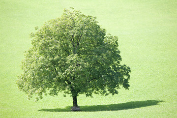 Laubbaum / deciduous tree,