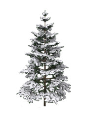 sapin et neige