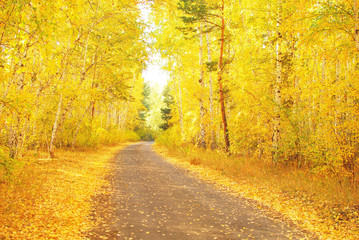 autumn road
