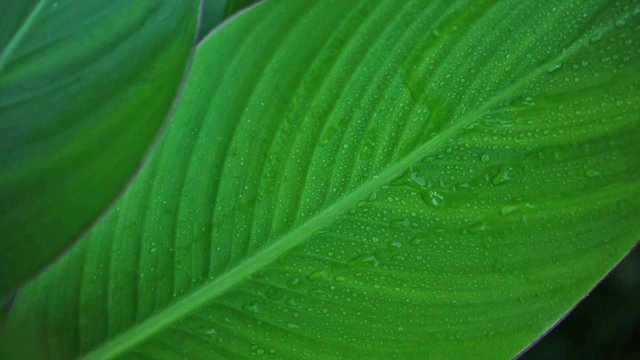 Canna Watering - Running Drops in Slow Motion