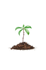 crescita biologica naturale 2