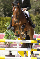 equestrian show jumping
