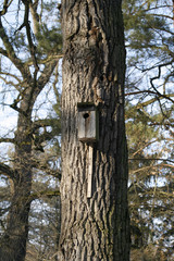 Nestling box