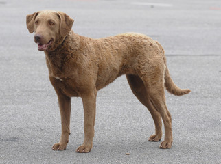 CHESAPEAKE RETRIEVER
