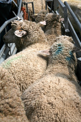 Zur Schur zusammengetriebene Schafe