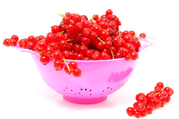 pink colander with red currant berries over white background
