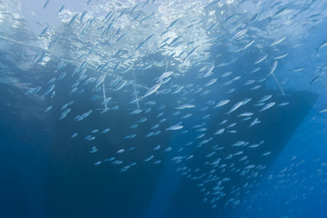 Underwater view of boat sihouettes with schooling fish.