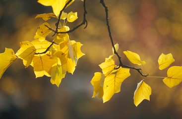 Herbstblätter des Tulpenbaums