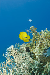 Fototapeta na wymiar A couple of masked Butterflyfish close to Net fire coral.