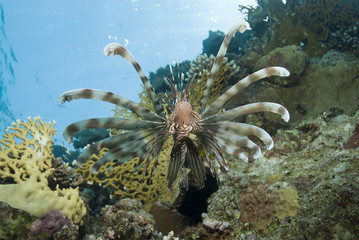 Common Lionfish showing-off its ornate fins.