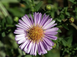 lila autumn aster