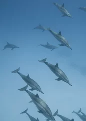 Papier Peint photo Lavable Dauphins Scolarité des dauphins à long bec.
