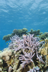 Naklejka na ściany i meble Pristine Staghorn coral formation with blue background.