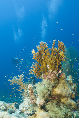 A colorful and vibrant tropical coral reef scene.