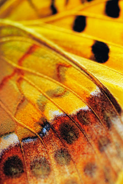 Wing of butterfly