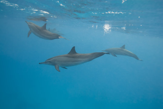 Swimming Spinner dolphins in the wild. © caan2gobelow