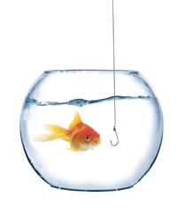 gold fish and empty hook