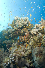Naklejka na ściany i meble A colorful and vibrant tropical coral reef scene.