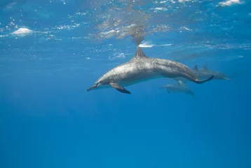 No drill light filtering roller blinds Dolphin Wild Spinner dolphins.