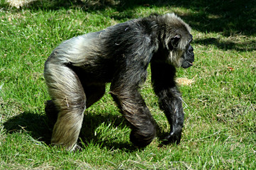 Vieux chimpanzé mâle