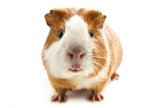 guinea pig