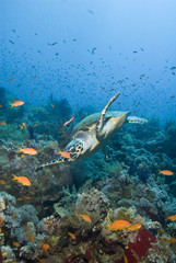 Fototapeta na wymiar Adult male Hawksbill turtle swimming close to a tropical coral r