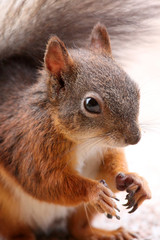 Squirrel