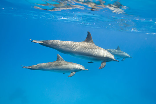 Mother and juvenile wild Spinner dolphins.