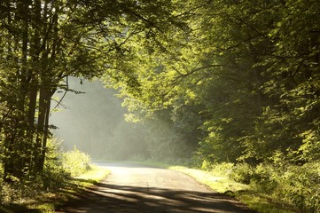 Fototapeta premium Rural way through misty forest at sunrise