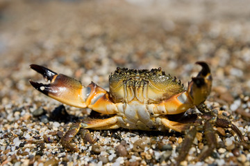Stone Crab (Eriphia verrucosa)