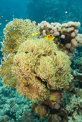 Fototapeta na wymiar Magnificent anemone with clownfishes.